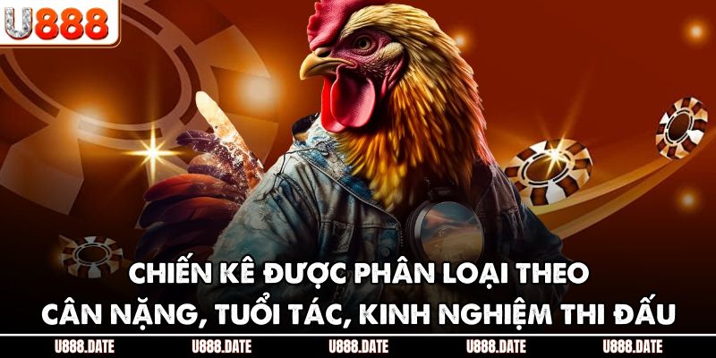 Chiến kê được phân loại theo cân nặng, tuổi tác, kinh nghiệm thi đấu