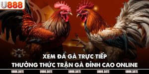 Xem Đá Gà Trực Tiếp | Thưởng Thức Trận Gà Đỉnh Cao Online